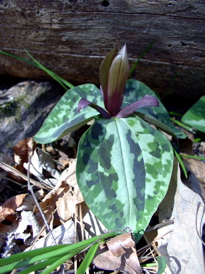 {Trillium reliquum}